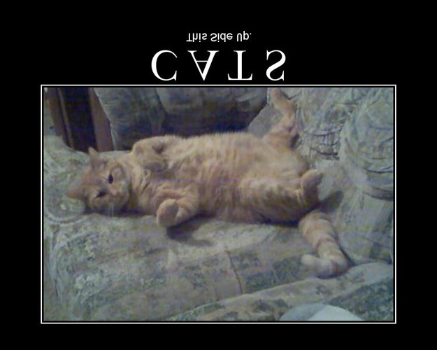 ilovemeow.com