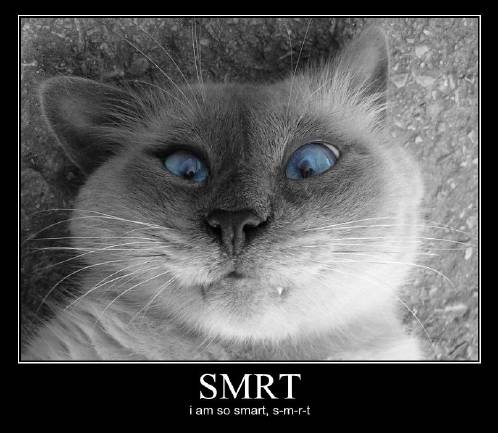 ilovemeow.com