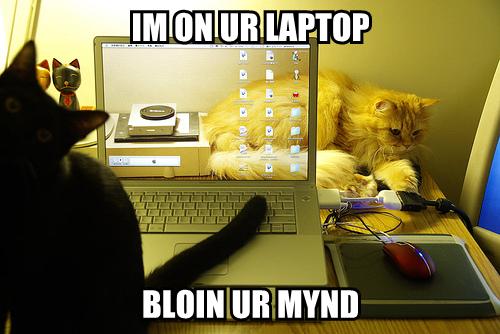 ilovemeow.com
