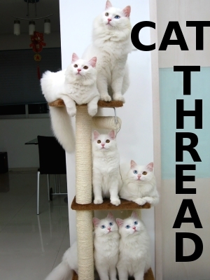 catthread.jpg