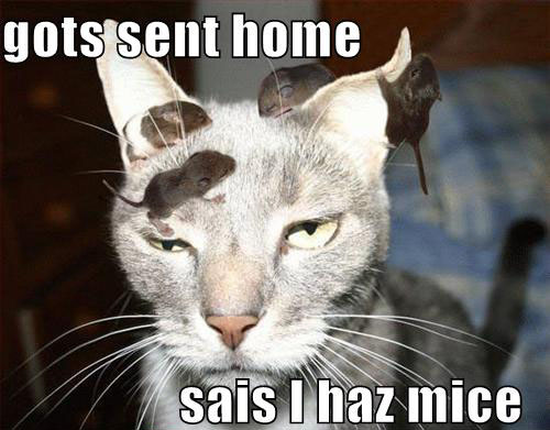 funny-pictures-cat-with-mice.jpg