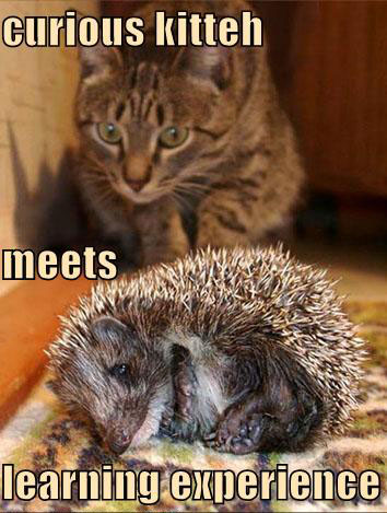 ilovemeow.com