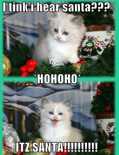 funny-pictures-its-santa-cat.jpg