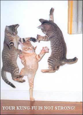 cat