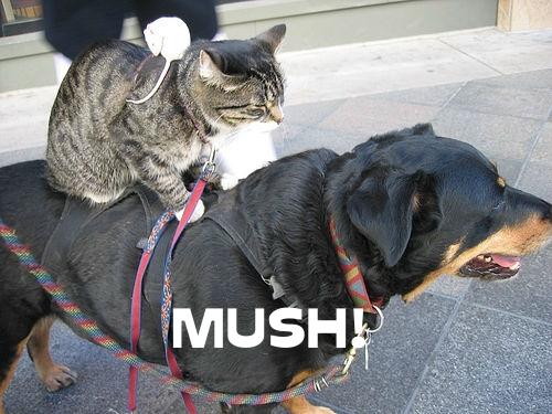 mouseonkittyondog-miles.jpg