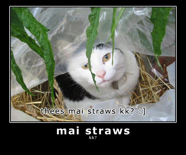 ilovemeow.com