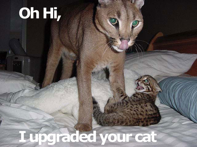upgradedcat.jpg